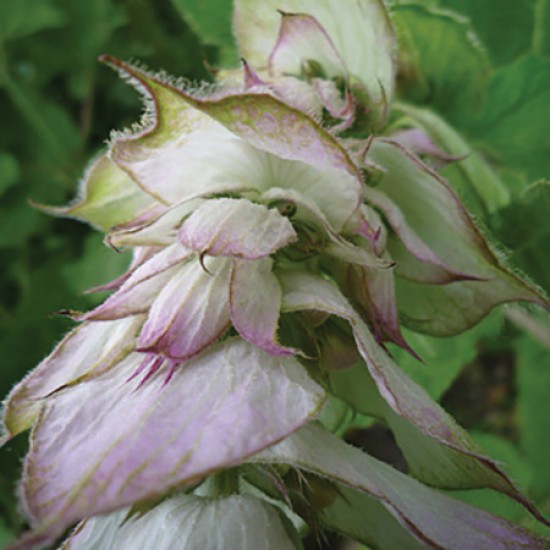 Clary Sage - 快樂鼠尾草