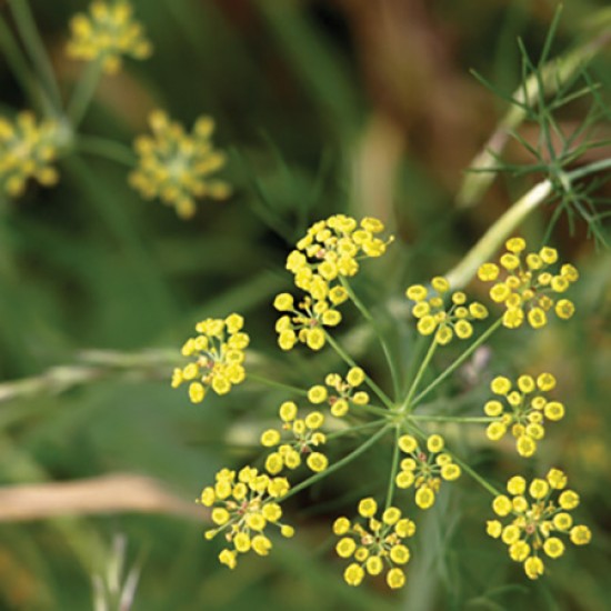 Fennel Sweet - 茴香