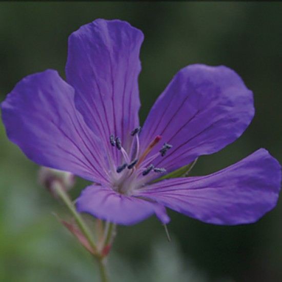 Geranium - 天竺葵