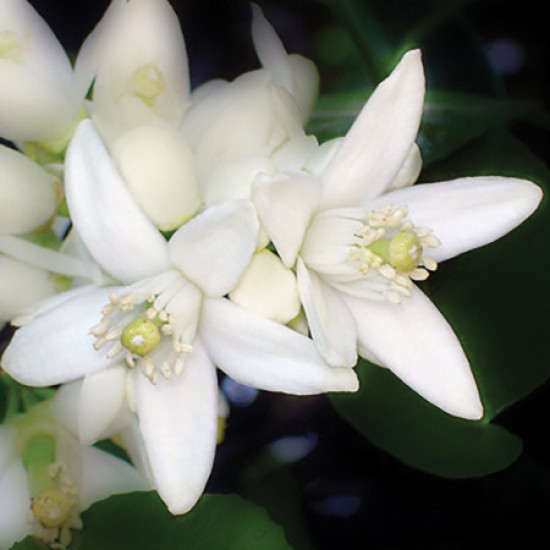 Neroli 40% - 橙花-40%