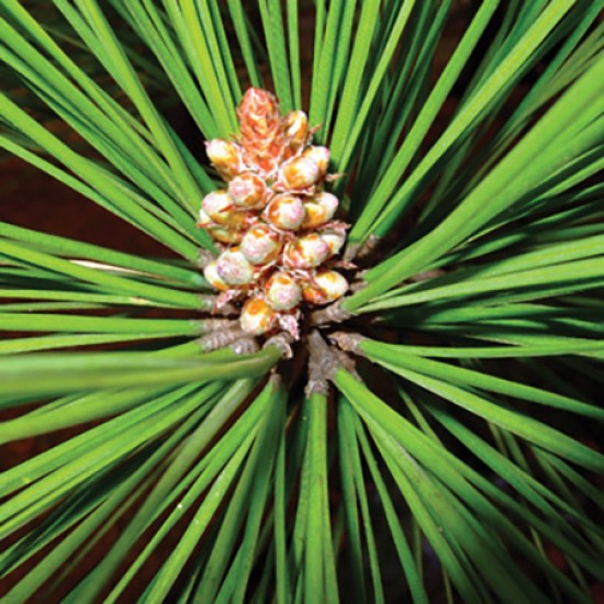 Pine - 松木