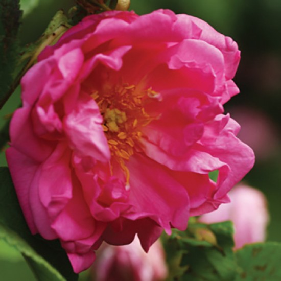 Rose (otto) 40% - 玫瑰 (奧圖)-40%